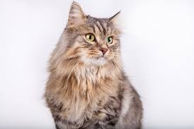 Siberian cats actually grow and mature much more slowly than the average cat (5 years to become fully grown) so you will need to keep in mind that she will be going through growth spurts on and off for a long time, and her appetite will definitely vary while still growing. Siberian Cat Breed Size Appearance Personality