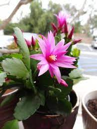 How to care about the easter cactus plant. 9 Best Easter Cactus Ideas Easter Cactus Cactus Christmas Cactus