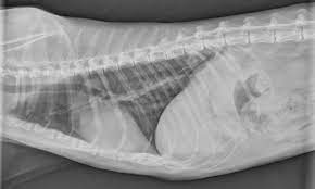 Many cancer symptoms in cats are subtle and can be caused by another condition, but if you notice any of the following potential. Pulmonary Neoplasia Digital Metastasis In Cats Clinician S Brief