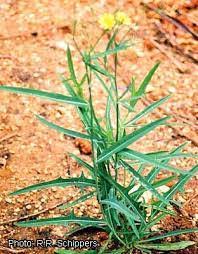 Image result for Launaea cornuta