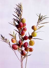 Image result for Gomphocarpus fruticosus