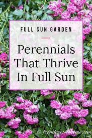 They bloom best in full sun but can tolerate a little afternoon shade. Full Sun Perennials 17 Low Maintenance Plants That Thrive In Sun Gardening From House To Home Full Sun Perennials Full Sun Garden Sun Perennials