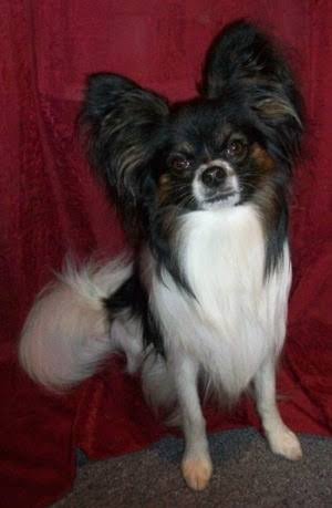 Papillon Dog Breed Information and Pictures