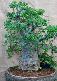 Sawasdee offers you one of the largest and most exquisite selections of bonsai trees in south africa. Pin On Bonsai