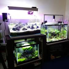 Akvaristan Akvaryum On Twitter Aquarium Fish Fish Tank Discus Aquarium