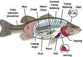 Menurut keputusan menteri kelautan dan perikanan nomor: Pengertian Ikan Pisces Ciri Jenis Klasifikasi Dan Contoh