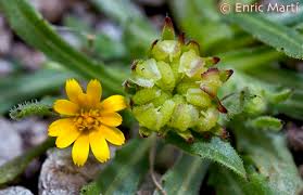 Maybe you would like to learn more about one of these? Flores Silvestres Del Mediterraneo Asteraceae Calendula Tripterocarpa Plantas Silvestres Plantas Flores Silvestres