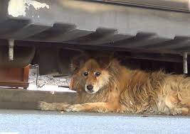 Video Eldad Hagar Rescues A Dog Found Through Google Street View Orvis News Rescue Dogs Dogs Pets