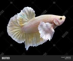 Смотреть dumbo, elephant ear betta скачать mp4 360p, mp4 720p. Golden Dumbo Ear Image Photo Free Trial Bigstock