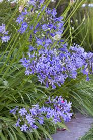 Image result for Agapanthus codii