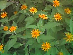 Bunga matahari berwarna kuning dan mempunyai bentuk seperti matahari. Ooi S Flora Malaysiana Ver 1 0 Comec01a Htm 1997 2002