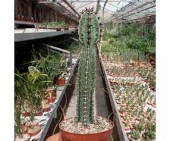 Image result for Euphorbia confinalis