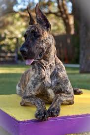 Some Of The Things We All Admire About The Noble Great Danes Puppies Greatdanedaily Greatdanesforlife Great Dane Puppies Brindle Great Dane Great Dane Dogs