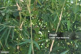 Image result for Paranecepsia alchorneifolia