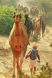 It is quite a unique fair focusing mainly on camel as well as cattle trade. Fairs Festivals In India Customized Tour Packages Minar Travels