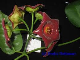A look at the fastest growing hoya that i have ever seen. Bold Systems Taxonomy Browser Hoya Genus
