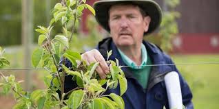 Homemade fruit tree fertilizer can be made from everyday kitchen and yard scraps such as coffee grounds, banana peels, and grass clippings. Apples Peaches Pears And Plums When To Fertilize Fruit Trees
