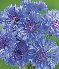 Blue Boy Cornflower Seeds And Plants Annual Flower Garden At Burpee Com Blumengarten Plane Einjahrige Blumen Blumen Anbauen