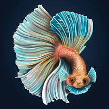 Download Premium Vector Of Angry Betta Fish Flaring On A Midnight Blue In 2020 Betta Fish Fish Drawings Illustration