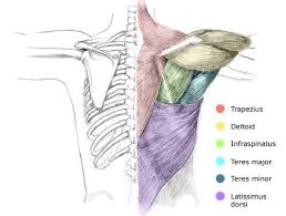 They arise from the vertebral column and inserted into the bones of the shoulder such as. Artistic Anatomy Muscle Anatomy Medical Anatomy Body Anatomy