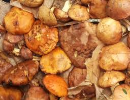 Agosto, donne mie non vi conosco, regia di guido malatesta (1959) mantelli e spade insanguinate, regia di nathan juran e frank mcdonald (1959) una spada nell'ombra, regia di luigi capuano (1961) doppiatrici italiane Agosto Fungo Mio Non Ti Conosco Daniele Bailo