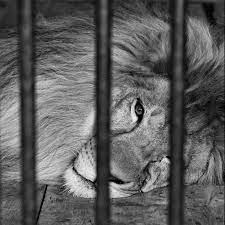 Sadness By Alexey Starkov 500px Animals Animal In Cage Zoo Animals