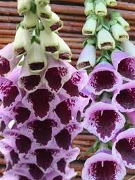 Image result for Digitalis purpurea