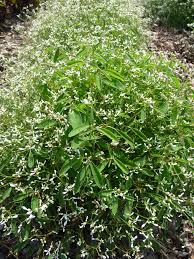Image result for Euphorbia hypericifolia