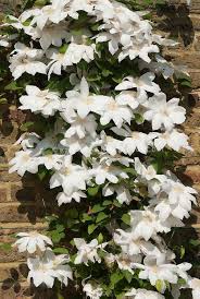 Maybe you would like to learn more about one of these? Clematis Wada S Primrose Plant Flower Stock Photography Gardenphotos Com Clematis Climbing Clematis Flower Stock Photography