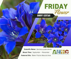 Image result for Buchnerodendron