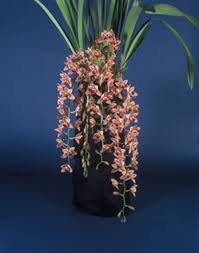 Cymbidium Devon Shell 'New Horizon'