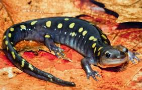 Cleveland Arts listings for April 1-7: Author David FitzSimmons' program