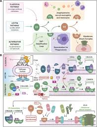 Image result for Complement Pathway