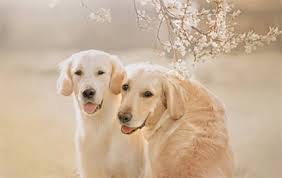 Male golden retrievers are larger in size, taller, and have thicker hair. Male Vs Female Golden Retrievers Which One Is Better For You