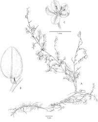 Image result for Phyllanthus bernierianus