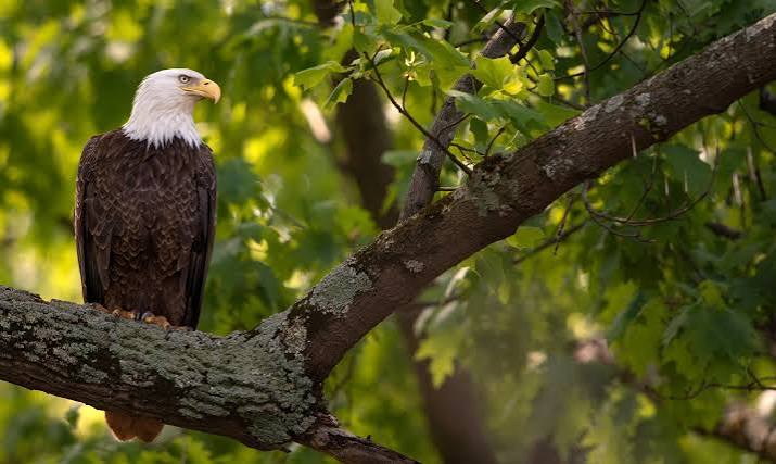 Bald Eagle - American Bird Conservancy