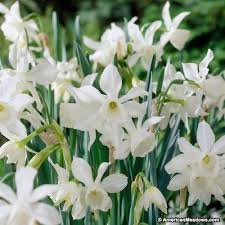 Thalia Daffodil Daffodil Bulbs Daffodils Daffodil Gardening