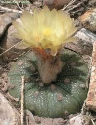 This is a sure problem if the plant is getting too much water or the soil mix isn't draining fast enough. Astrophytum Cactus Conservation Institute