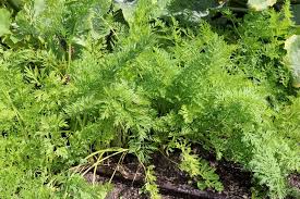 Hilfe bietet auch ein unkrautbestimmungsbuch. Rasenunkrauter 23 Unkrauter Mit Bildern Bestimmen Richtig Bekampfen Unkraut Im Rasen Unkraut Rasen