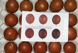 Marans Egg Colour Chart Photo Courtesy Of Susan Shaw Cooper