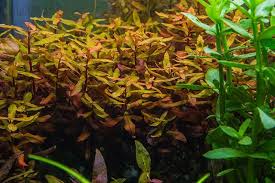 Image result for Ammannia aegyptiaca