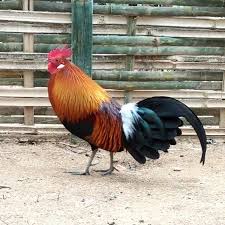 Kasintu ayam hutan merah mp3 ✖. Ayam Hutan Merah Youtube