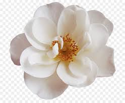 La migliore risposta alla domanda di sicurezza dei cittadini è riempire le strade di gente, dehors e eventi nelle piazze. Magnolia Flower Png Download 800 730 Free Transparent White Png Download Cleanpng Kisspng
