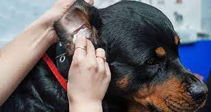 Dog ear cleaning doesn't have to feel like a punishment for your pup. How To Clean Dogs Ears Cesar S Way