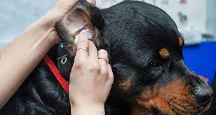 Try to clean your dog's ears when he is calm, as this will help make the process. How To Clean Dogs Ears Cesar S Way