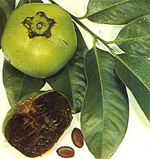Check spelling or type a new query. Black Sapote