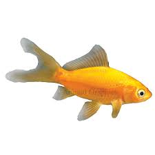 We did not find results for: Comet Goldfish For Sale Live Pet Fish Petsmart