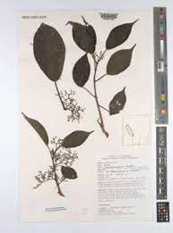 Image result for Scepocarpus