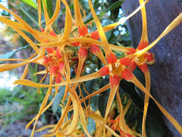 Image result for Strophanthus