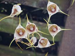 Monkey, Orchid, Flower - iStock